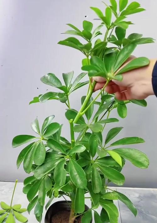 鹅掌柴修剪的最佳方法是什么？