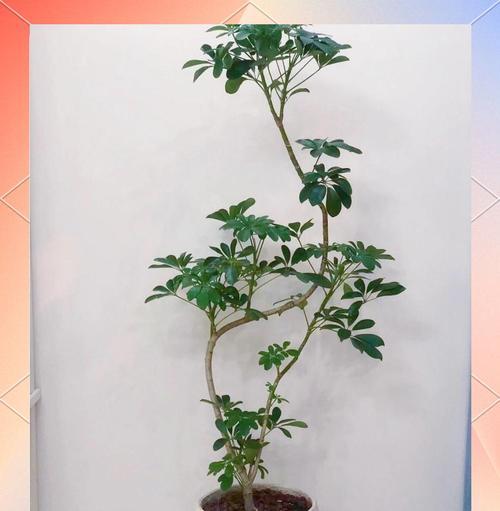 鹅掌柴修剪的最佳方法是什么？