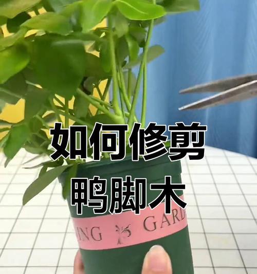 鹅掌柴修剪的最佳方法是什么？