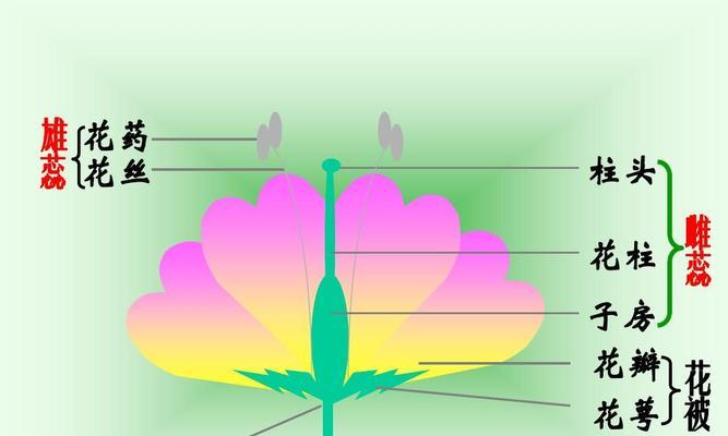 植物开花的条件和原因是什么？