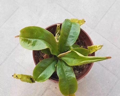 猪笼草浇水需要注意什么？