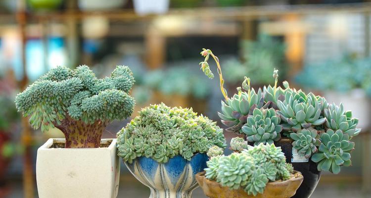 多肉植物室内怎么养？多肉植物室内养护的要点是什么？