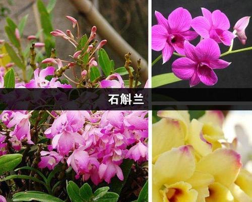 鸭掌兰的花语有何特殊含义？