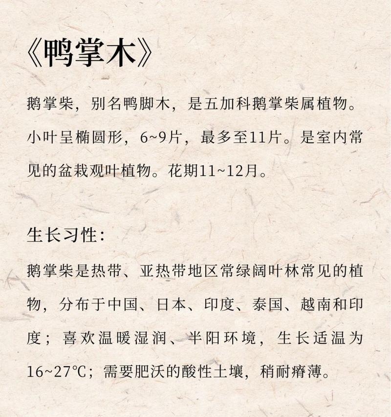 鸭掌兰的花语有何特殊含义？