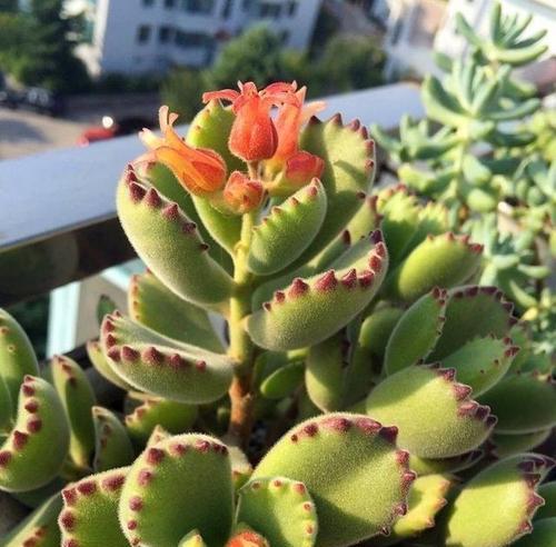 多肉植物室内怎么养？多肉植物室内养护的要点是什么？