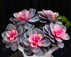 多肉植物室内怎么养？多肉植物室内养护的要点是什么？