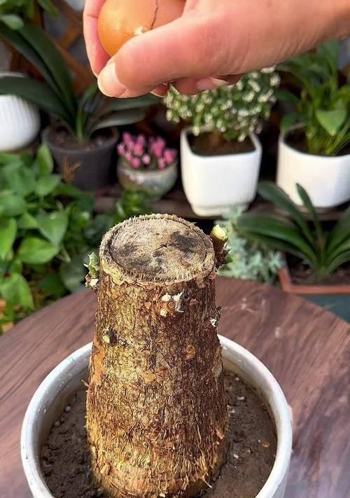 冬天可以给发财树换盆吗？如何在冬季最佳养护发财树？