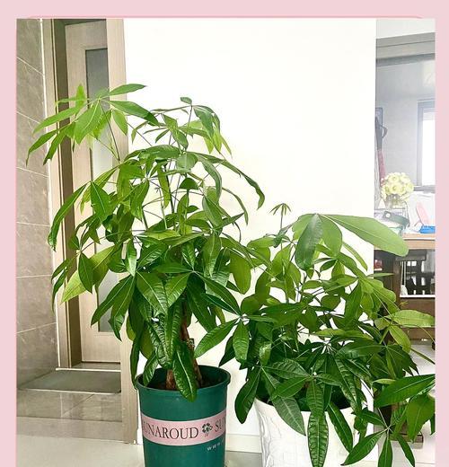 冬天可以给发财树换盆吗？如何在冬季最佳养护发财树？