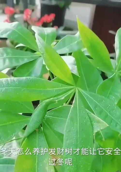 冬天可以给发财树换盆吗？如何在冬季最佳养护发财树？