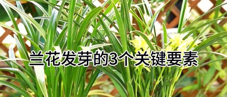 绿色植物快速发芽的秘诀是什么？