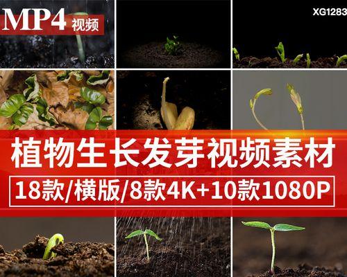 绿色植物快速发芽的秘诀是什么？
