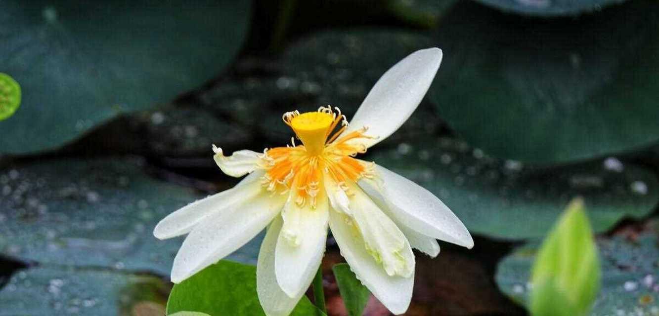 哪种花象征着无情？
