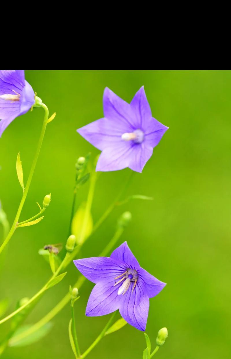 送给一生所爱的花语是什么？哪种花代表永恒的爱？