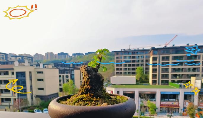 榆树修剪的正确方法和注意事项有哪些？