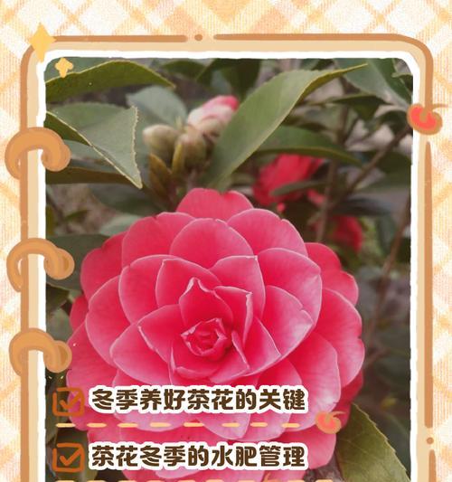 茶花繁殖方法有哪些？哪种方式最适合初学者？