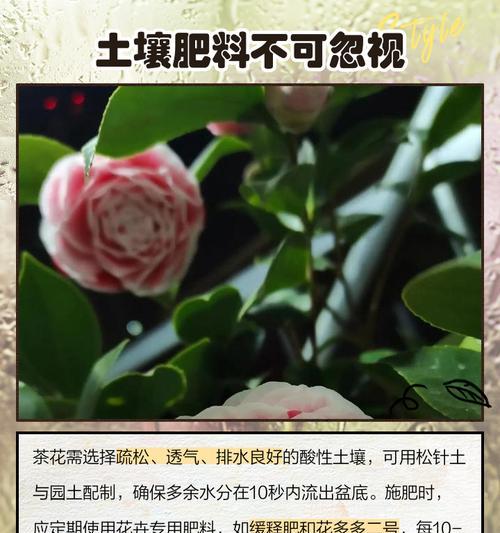 茶花繁殖方法有哪些？哪种方式最适合初学者？