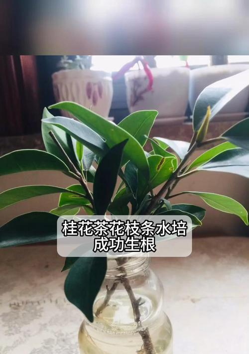 茶花繁殖方法有哪些？哪种方式最适合初学者？