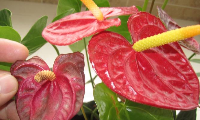 枯萎的鲜花代表了什么？