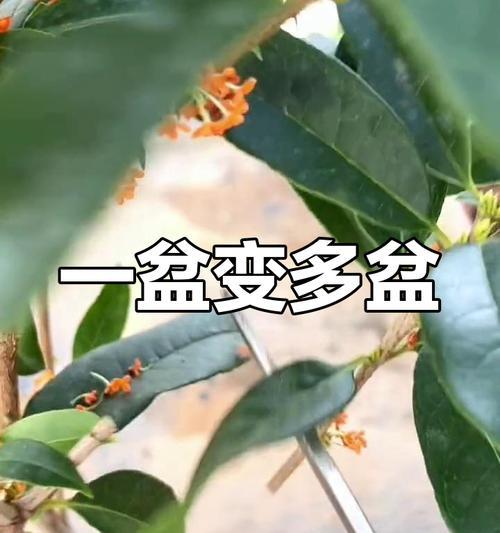 茶花的繁殖方法有哪些？