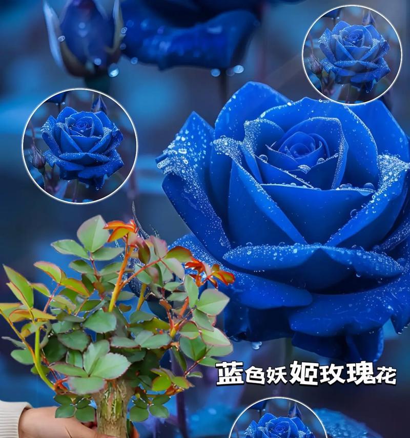 妖姬的花语是什么意思？妖姬在花语中代表什么？