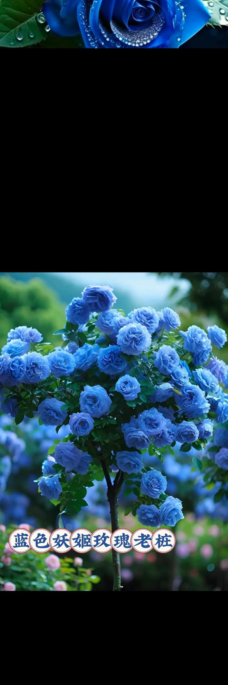 妖姬的花语是什么意思？妖姬在花语中代表什么？