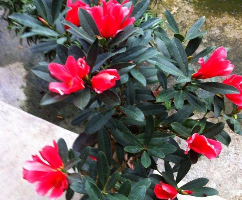 杜娟花的开花季节是什么时候？如何促进其开花？