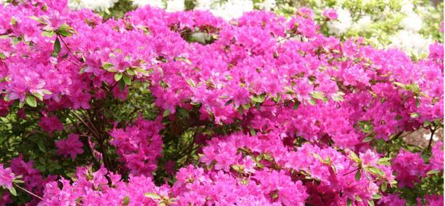 杜娟花的开花季节是什么时候？如何促进其开花？