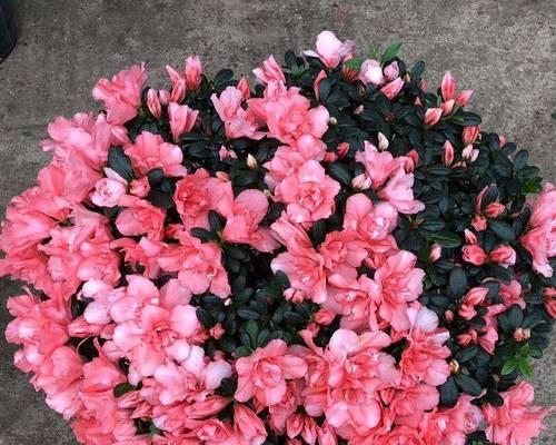 杜娟花的开花季节是什么时候？如何促进其开花？