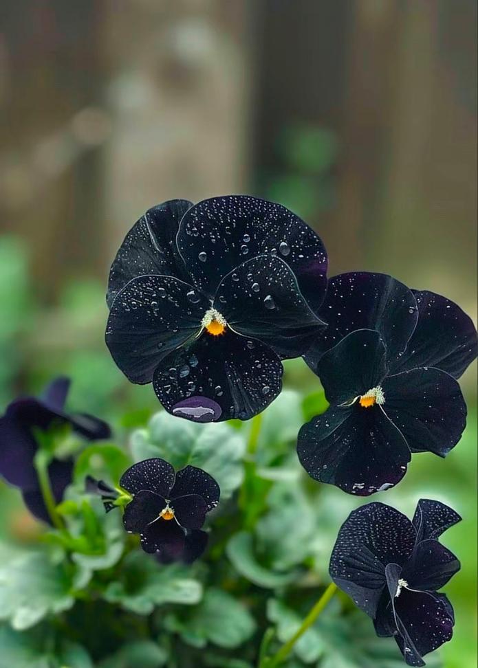 黑字花语代表什么含义？花语中黑字有何特别意义？