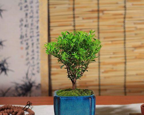 小叶景观盆景有哪些？如何养护小叶景观盆景？