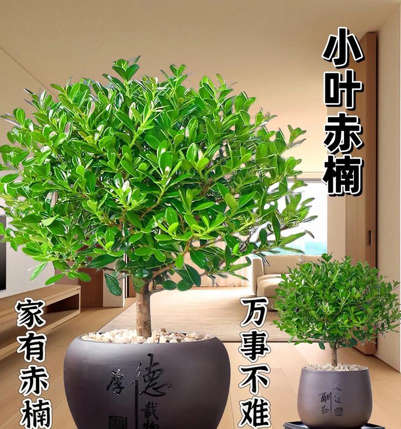 小叶景观盆景有哪些？如何养护小叶景观盆景？