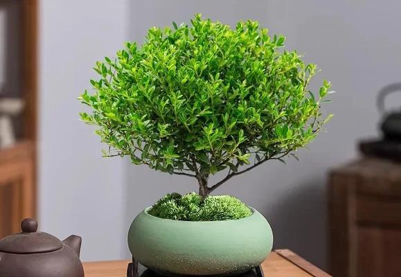 小叶景观盆景有哪些？如何养护小叶景观盆景？
