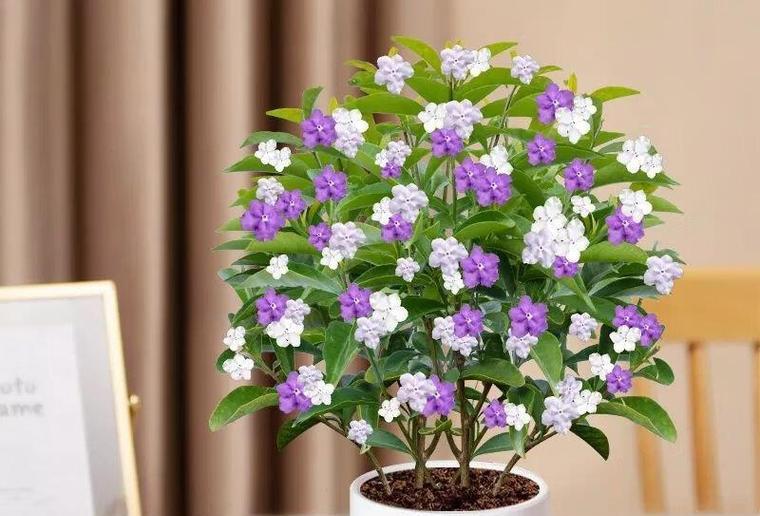 室内适合养哪些花卉？如何选择适合的品种？