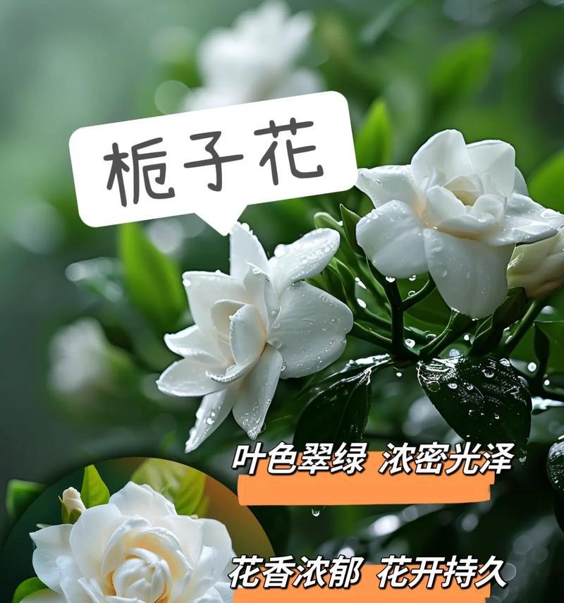 栀花的花语和寓意和象征是什么？栀花在文化中代表了哪些意义？