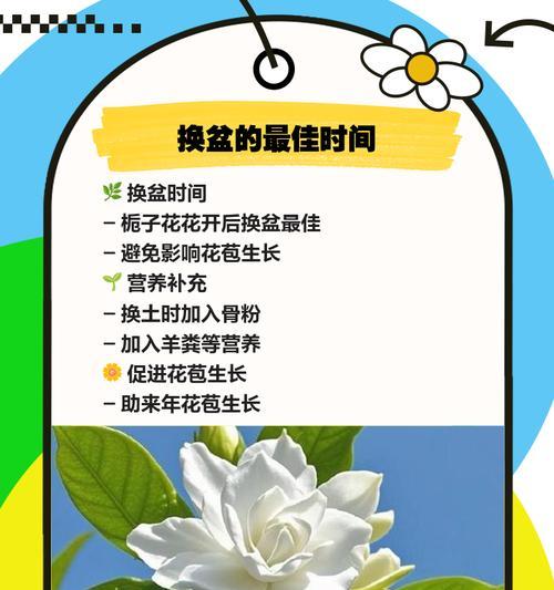 花卉换盆的最佳时机是什么时候？换盆过程中应注意什么？