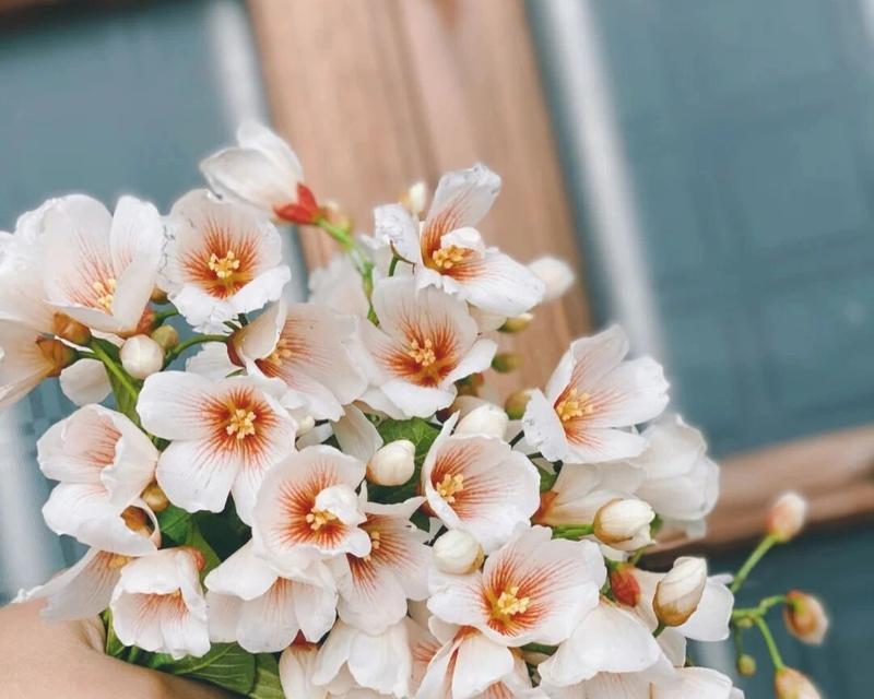 情窦初开的花语代表什么含义？