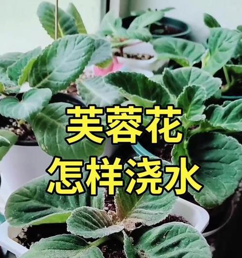 给花浇水的最佳时间是什么时候？不同季节浇水有何不同？