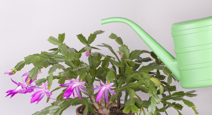 给花浇水的最佳时间是什么时候？不同季节浇水有何不同？