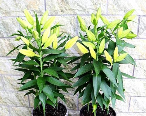 百合花叶子黄了怎么救？如何恢复其健康？