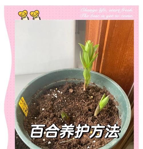 百合花叶子黄了怎么救？如何恢复其健康？