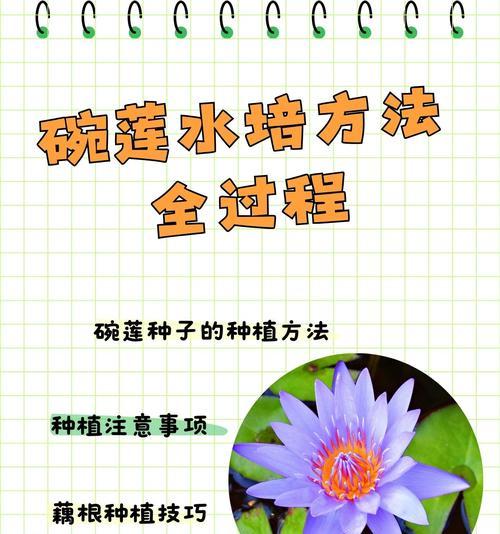碗莲种子的种植步骤是什么？碗莲种子种植有哪些技巧？