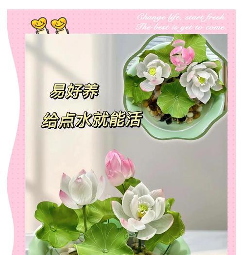 碗莲种子的种植步骤是什么？碗莲种子种植有哪些技巧？