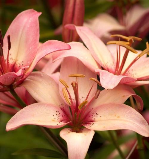 郁金百合的花语有哪些？它寓意着什么？
