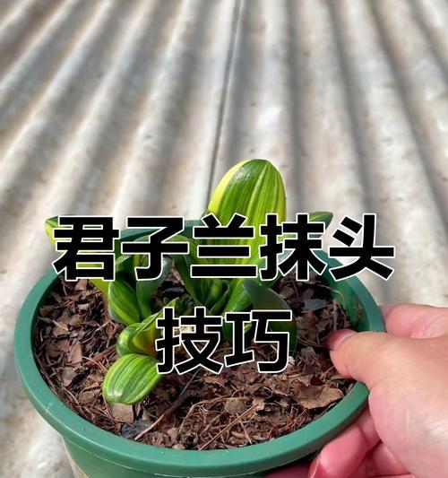 家庭中君子兰的养护技巧是什么？如何保持其美观？