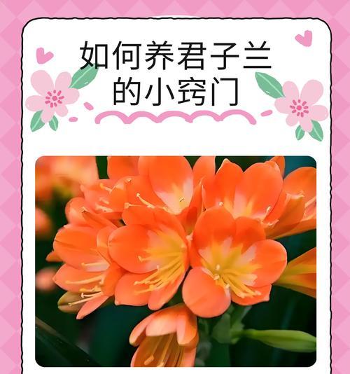 家庭中君子兰的养护技巧是什么？如何保持其美观？