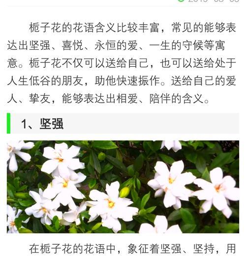 楠木绿植的花语有哪些？