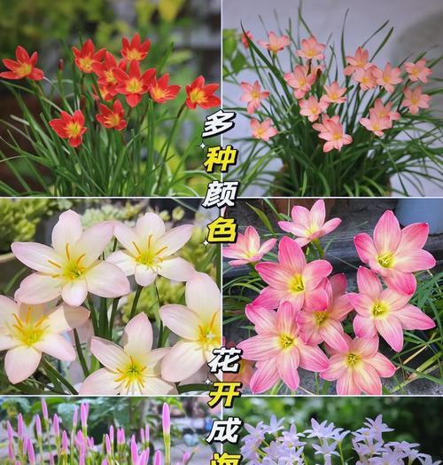 风雨兰的繁殖方法是什么？如何提高繁殖成功率？