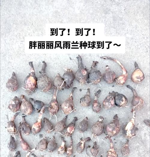风雨兰的繁殖方法是什么？如何提高繁殖成功率？