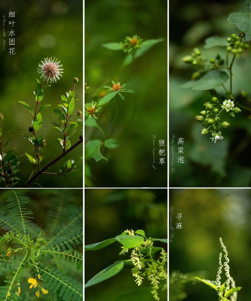 团状花材包括哪些种类？它们的摆放技巧是什么？
