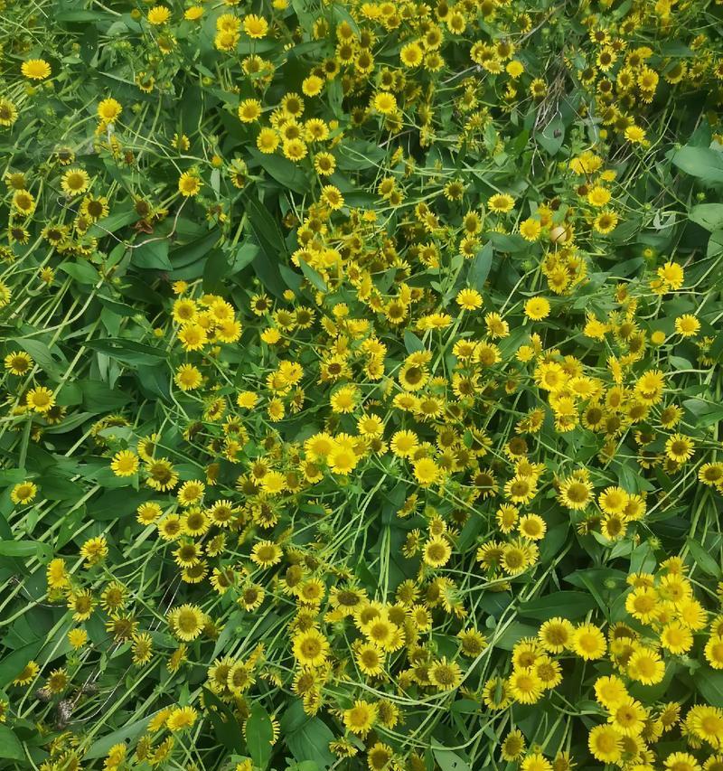 悬浮花传递了哪些情感？